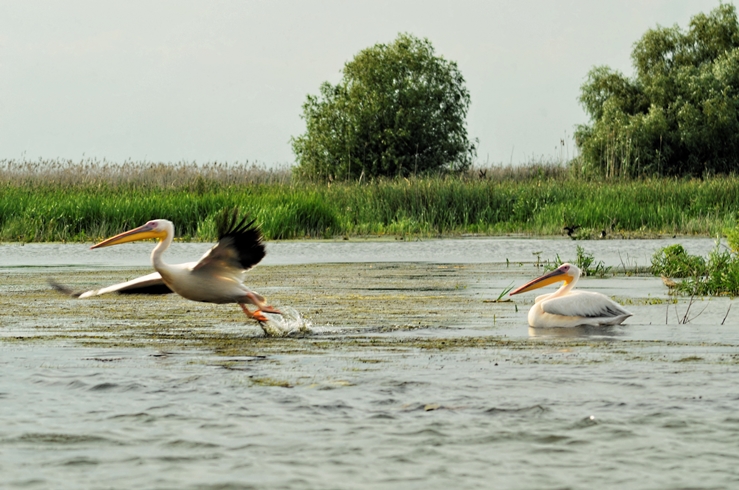 Foto: Florentin Mocanu